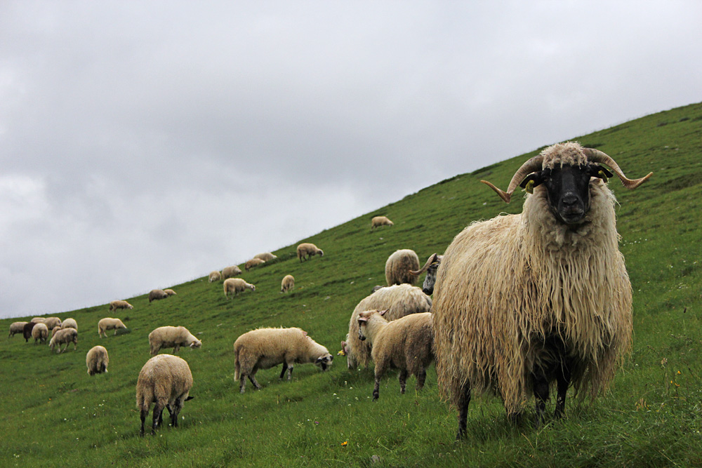 Zaungäste im Durmitor.